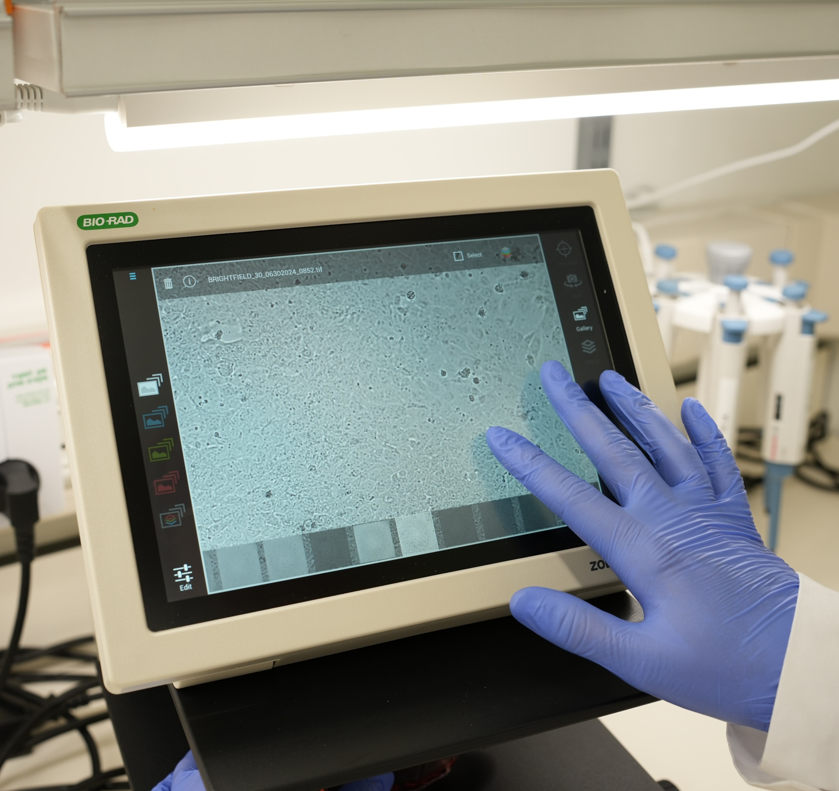 Image of a biological sample